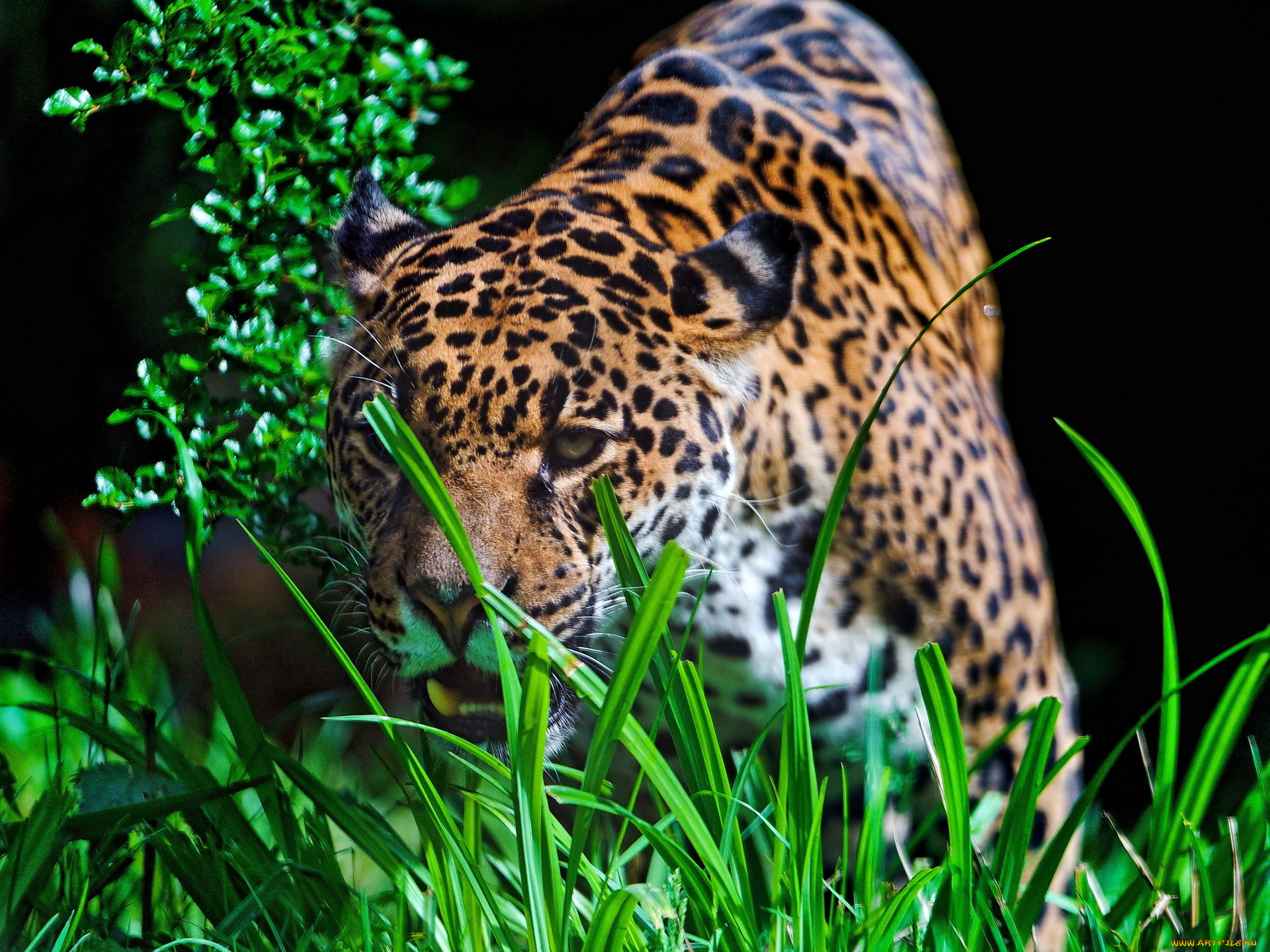 jaguar, , , , , 